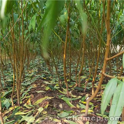 “太阳成tyc7111cc”地貌恢复运动接近5000万公顷大关(图1) tyc7111cc太阳成集团