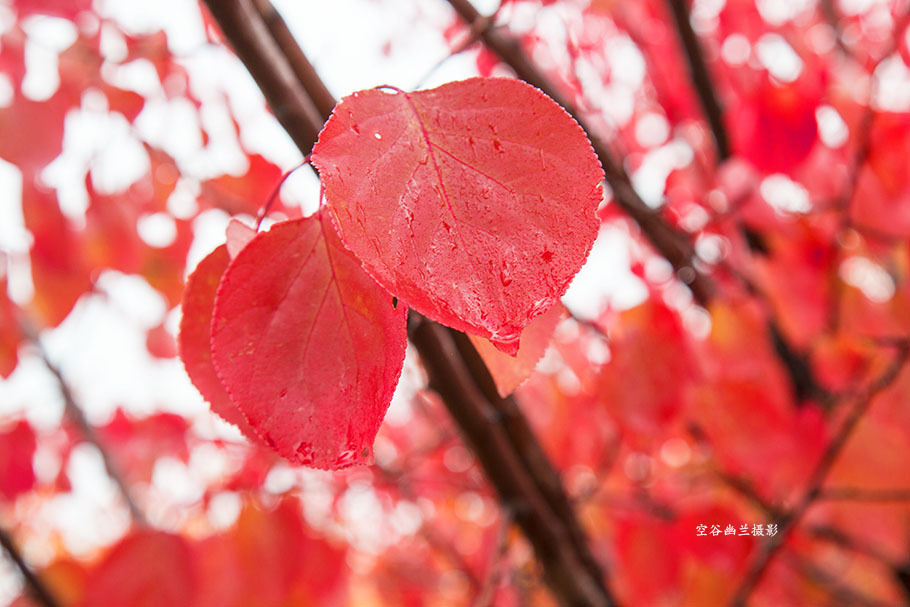 唐鹤德写“悼亡妻词”纪念张国荣 公开绝密合照|太阳成tyc7111cc官网(图3) 太阳成tyc7111cc