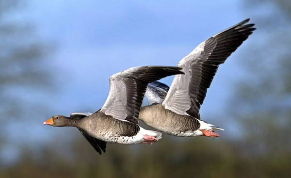 再谈“找市长”与“找市场”_太阳成tyc7111cc官网(图1) 太阳成tyc7111cc