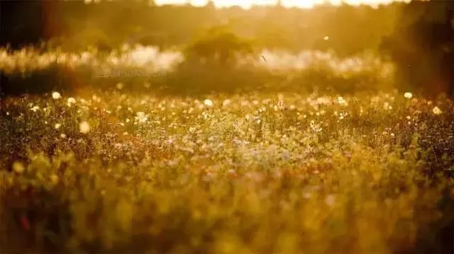 太阳成tyc7111cc官网:陈晓东刻意与张柏芝撇清关系 闻quot;锋芝quot;大发脾气(图2) 太阳成tyc7111cc官网