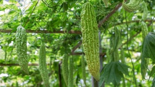 太阳成tyc7111cc官网