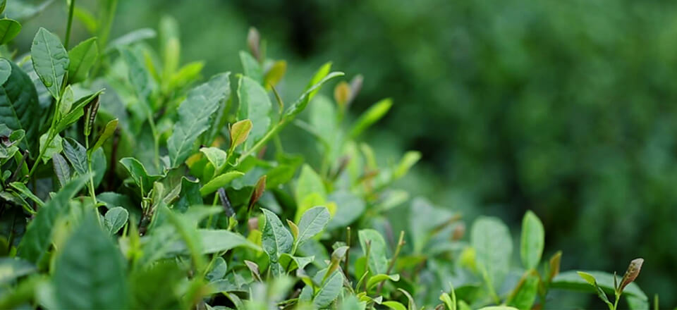 tyc7111cc太阳成集团