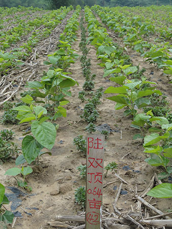 tyc7111cc太阳成集团_吴卓羲与人妻女星梁靖琪3点式水中调情 回应“老公了解”(图2) tyc7111cc太阳成集团