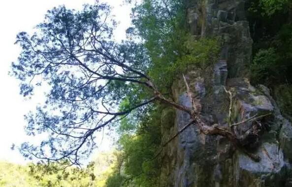 tyc7111cc太阳成集团|挖掘特色 打响品牌——广西以“创特”推进旅游高质量发展(图1) 太阳成tyc7111cc官网