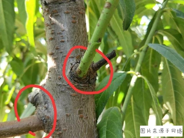 tyc7111cc太阳成集团:抗击“疫”情 党员先行——同古镇树党建新风筑牢防控长城(图2) 太阳成tyc7111cc官网