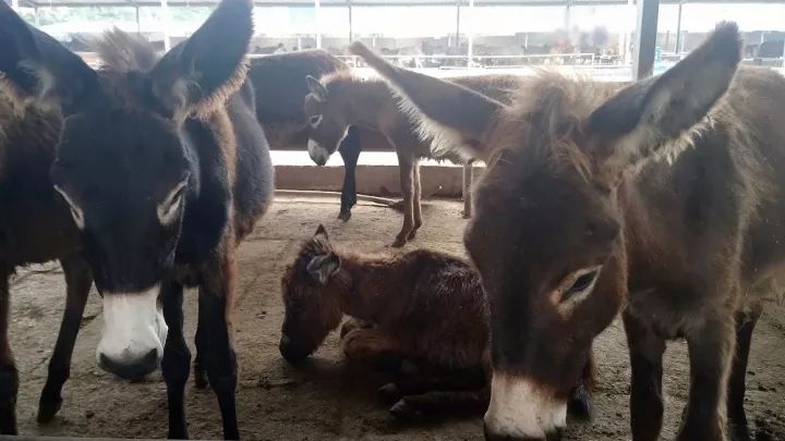 市“相约寿城”歌曲采风创作组到我县采风|太阳成tyc7111cc官网(图4) 太阳成tyc7111cc