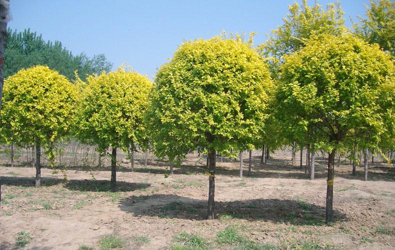 钓鱼岛敏感时期 梁朝伟与AKB48前田敦子合作遭炮轰‘太阳成tyc7111cc’(图4) 太阳成tyc7111cc官网